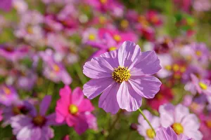 Georgia Prints: USA, Georgia, Ball Ground. Pink flower in field of wildflowers