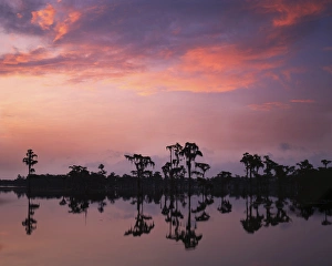 USA, Georgia, Banks Lake National Wildlife Refuge, Bald Cypress at Dawn