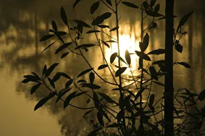 Impressionistic Prints: USA, Georgia, Callaway Gardens, Sunrise reflected in pond between branches. Credit as