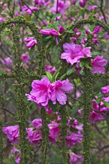 Images Dated 1st April 2009: USA, Georgia, Callaway Gardens. Azaleas on a garden fence