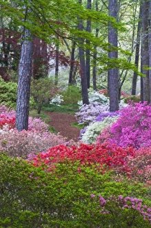 USA, Georgia, Callaway Gardens