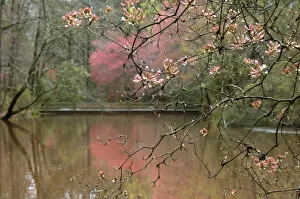 USA, Georgia, Callaway Gardens, Azalea branches over pond in spring, Callaway Gardens, Georgia