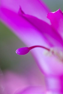 Images Dated 19th January 2010: USA, Georgia, Close up of Christmas cactus