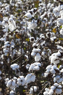 Cotton field in Georgia