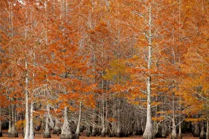 USA, Georgia. Cypress trees in the fall
