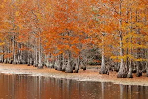 Images Dated 12th November 2017: USA, Georgia. Cypress trees in the fall at George Smith State Park