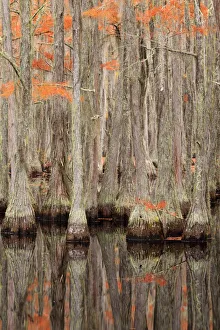 USA, Georgia. Cypress trees in the fall at George Smith State Park