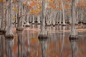 Images Dated 12th November 2017: USA, Georgia. Cypress trees in the fall at George Smith State Park