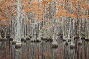 USA, Georgia. Cypress trees in the fall at George Smith State Park
