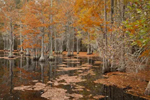 USA, Georgia. Cypress trees in the fall at George Smith State Park