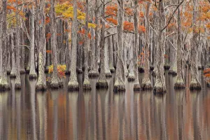 USA, Georgia. Cypress trees in the fall at George Smith State Park