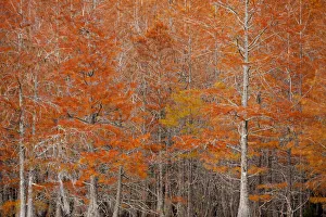 Images Dated 12th November 2017: USA, Georgia. Cypress trees in the fall at George Smith State Park