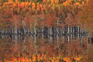 USA, Georgia, Cypress trees with reflections in evening light