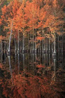 Images Dated 8th May 2020: USA, Georgia, Cypress trees with reflections in the fall