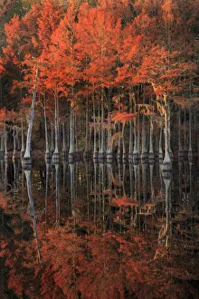Joanne Wells Prints: USA, Georgia, Cypress trees with reflections in morning light