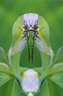 Images Dated 12th December 2005: USA, Georgia. Dragonfly montage. Credit as: Nancy Rotenberg / Jaynes Gallery / DanitaDelimont