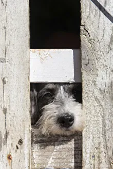 Images Dated 18th October 2017: USA, Georgia. Engaging dog peeks through fence wistfully