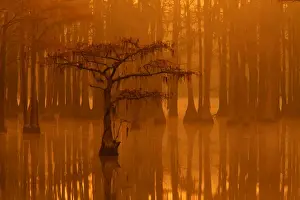 Images Dated 1st December 2014: USA; Georgia; Fall cypress trees in the fog at George Smith State Park