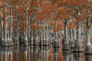 Reflections Prints: USA; Georgia; Fall cypress trees at George Smith State Park