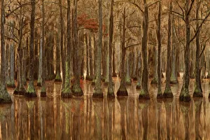 Images Dated 2021 July: USA, Georgia, Fall cypress trees with reflections