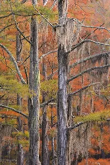 Images Dated 19th January 2010: USA, Georgia, George Smith State Park, Cypress trees in the fall