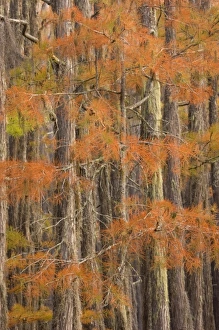 Images Dated 19th January 2010: USA, Georgia, George Smith State Park, Cypress trees in the fall