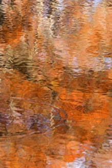 Images Dated 19th January 2010: USA, Georgia, George Smith State Park, Reflections of cypress trees in the fall