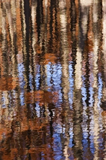Images Dated 19th January 2010: USA, Georgia, George Smith State Park, Reflections of cypress trees in the fall