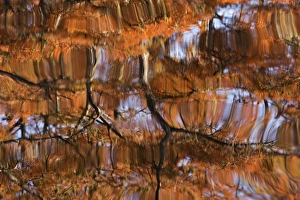 Images Dated 19th January 2010: USA, Georgia, George Smith State Park, Reflections of cypress trees in the fall