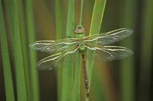 USA, Georgia. Green darner dragonfly on reeds