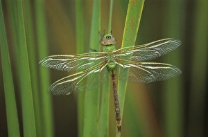 Images Dated 10th March 2007: USA, Georgia. Green darner dragonfly on reeds