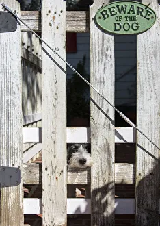 Images Dated 18th October 2017: USA, Georgia. Humorous scene of innocent tame puppy under Beware of Dog sign