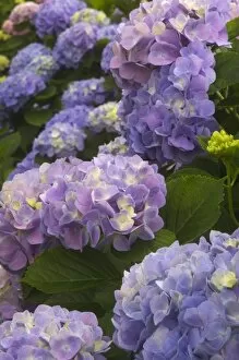 Images Dated 1st June 2007: USA; Georgia; Hydrangeas blooming in a Savannah garden