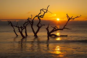Images Dated 25th April 2017: USA, Georgia. Jekyll Island, Driftwood Beach at sunrise