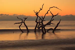 Images Dated 25th April 2017: USA, Georgia. Jekyll Island, Driftwood Beach at sunrise