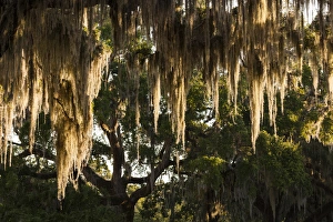 USA, Georgia, Jekyll Island, live oak trees