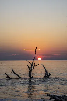 Jekyll Island Prints: USA, Georgia, Jekyll Island, Sunrise on Driftwood Beach of petrified trees