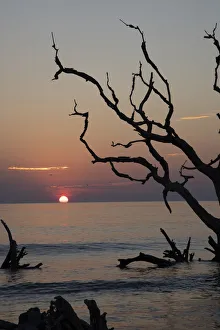 Images Dated 21st June 2021: USA, Georgia, Jekyll Island, Sunrise on Driftwood Beach of petrified trees