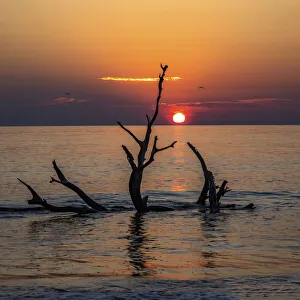 Images Dated 21st June 2021: USA, Georgia, Jekyll Island, Sunrise on Driftwood Beach of petrified trees