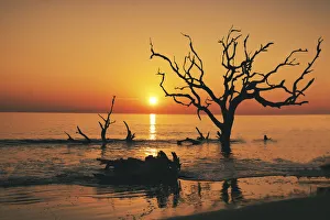 Images Dated 21st June 2021: USA, Georgia, Jekyll Island, Sunrise on Driftwood Beach of petrified trees