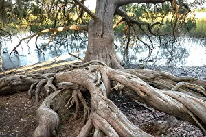 Georgia Prints: USA, Georgia. Mature tree in Skidaway Island State Park, near Savannah