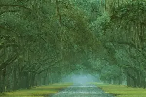 Images Dated 9th June 2010: USA; Georgia; Oak lined drive at Historic Wormsloe Plantation near Savannah