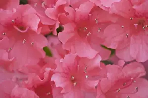 Images Dated 2nd April 2008: USA; Georgia; Pine Mountain. Azaleas in bloom at Callaway Gardens