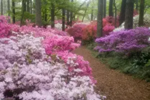 Images Dated 1st April 2008: USA; Georgia; Pine Mountain. Azaleas at Callaway Gardens in the spring