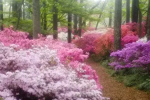 Path Prints: USA; Georgia; Pine Mountain. Azaleas at Callaway Gardens in the spring