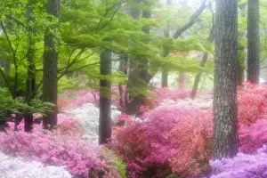 Images Dated 2nd April 2008: USA; Georgia; Pine Mountain. Azaleas at Callaway Gardens in the spring