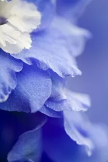 Images Dated 31st March 2007: USA, Georgia, Pine Mountain. a closeup of a delphinium blossom