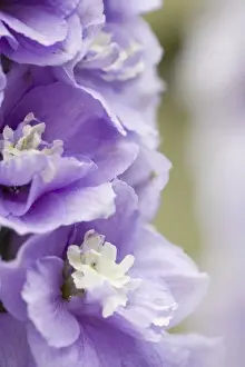 USA, Georgia, Pine Mountain. a closeup of a delphinium blossom