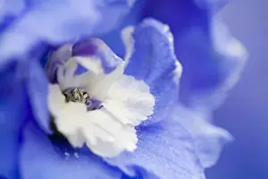 Images Dated 31st March 2007: USA, Georgia, Pine Mountain. a closeup of a delphinium blossom