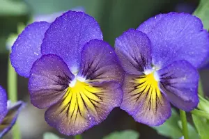 Images Dated 30th March 2007: USA, Georgia, Pine Mountain. A closeup of pansy blossoms